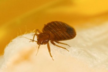 Bed Bug Extermination Services