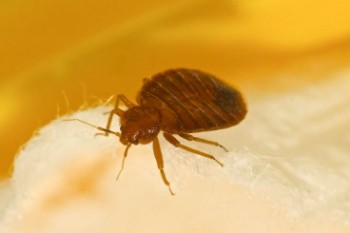 Bed Bug Extermination Services